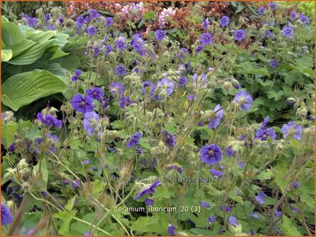 Geranium ibericum | Ooievaarsbek