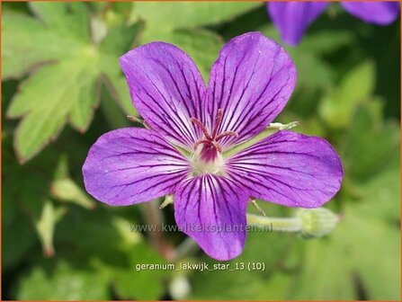 Geranium &#039;Lakwijk Star&#039; | Ooievaarsbek