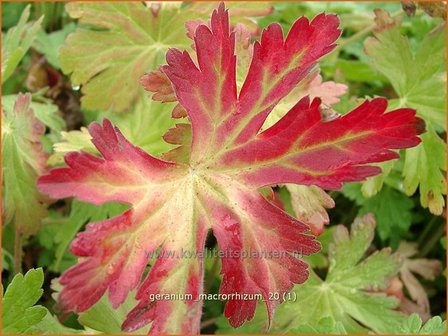 Geranium macrorrhizum | Rotsooievaarsbek, Ooievaarsbek, Tuingeranium | Balkan-Storchschnabelq