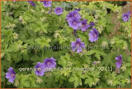 Geranium magnificum &#039;Rosemoor&#039; | Ooievaarsbek