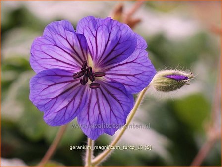 Geranium magnificum &#039;Turco&#039; | Ooievaarsbek