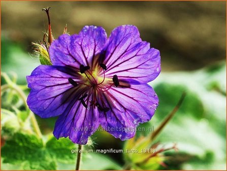 Geranium magnificum &#039;Turco&#039; | Ooievaarsbek