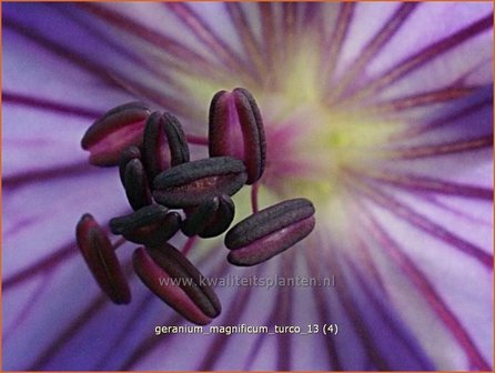 Geranium magnificum &#039;Turco&#039; | Ooievaarsbek