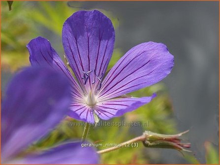 Geranium &#039;Nimbus&#039; | Ooievaarsbek