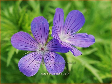 Geranium &#039;Nimbus&#039; | Ooievaarsbek