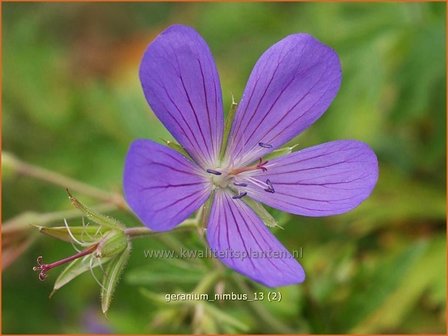 Geranium &#039;Nimbus&#039; | Ooievaarsbek