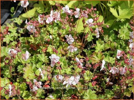 Geranium cantabrigiense &#039;Harz&#039; | Ooievaarsbek