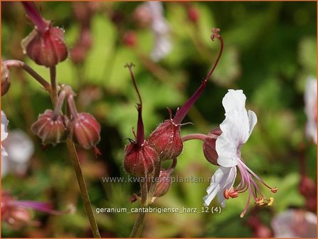 Geranium cantabrigiense &#039;Harz&#039; | Ooievaarsbek