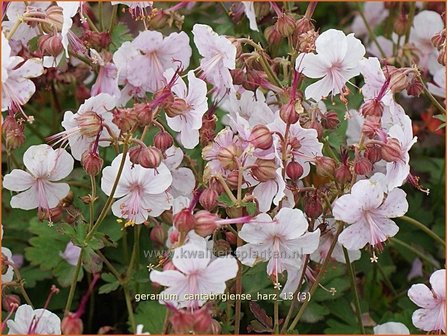 Geranium cantabrigiense &#039;Harz&#039; | Ooievaarsbek