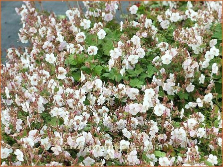 Geranium cantabrigiense &#039;Saint Ola&#039; | Ooievaarsbek