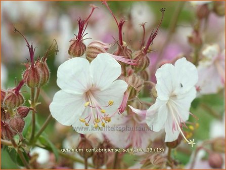 Geranium cantabrigiense &#039;Saint Ola&#039; | Ooievaarsbek