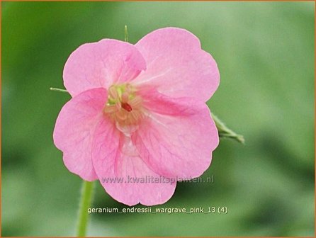 Geranium endressii &#039;Wargrave Pink&#039; | Ooievaarsbek