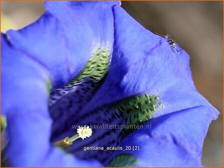 Gentiana acaulis | Gentiaan