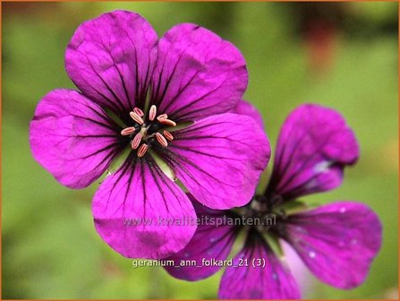 Geranium &#039;Ann Folkard&#039; | Ooievaarsbek