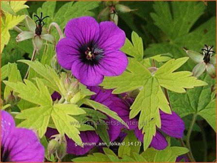 Geranium &#039;Ann Folkard&#039; | Ooievaarsbek