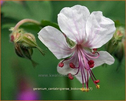 Geranium cantabrigiense &#039;Biokovo&#039; | Ooievaarsbek