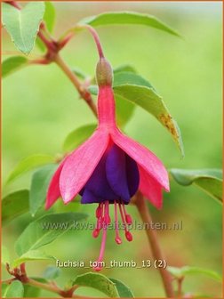 Fuchsia &#039;Tom Thumb&#039; | Bellenplant