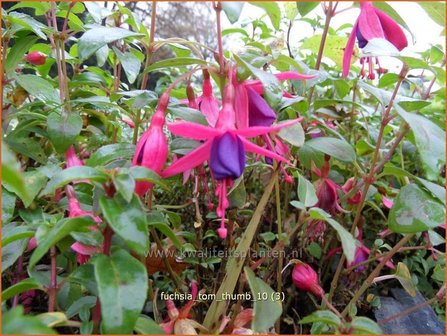 Fuchsia &#039;Tom Thumb&#039; | Bellenplant