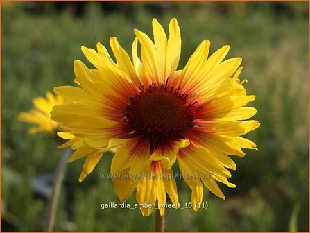 Gaillardia &amp;#39;Amber Wheels&amp;#39; | Kokardebloem | Kokardenblume
