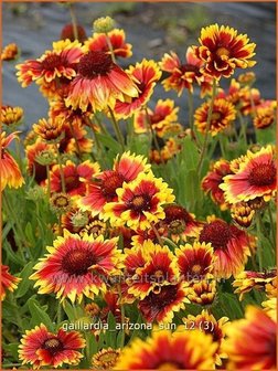 Gaillardia &#039;Arizona Sun&#039; | Kokardebloem