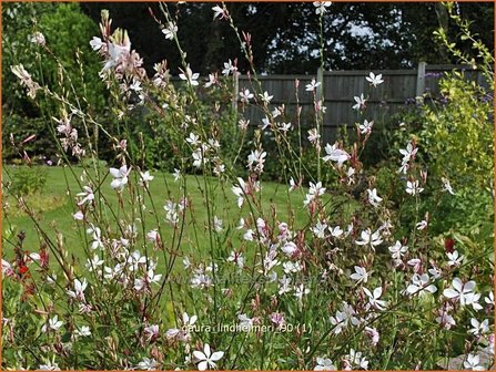 Gaura lindheimeri | Pracahtkaars
