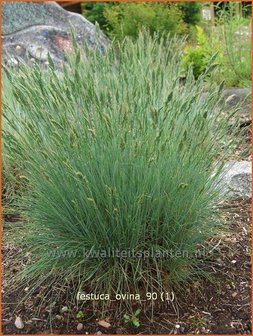 Festuca ovina | Hard zwenkgras, Schapengras