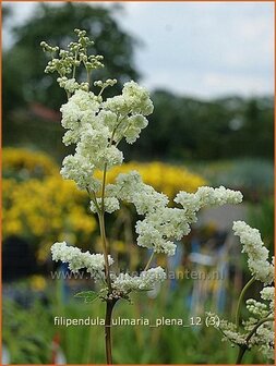 Filipendula ulmaria 'Plena' | Moerasspirea, Spirea | Sumpf-M&auml;des&uuml;&szlig;