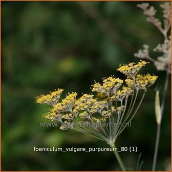 Foeniculum vulgare 'Purpureum' | Venkel