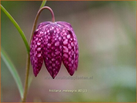 Fritillaria meleagris | Kievitsei
