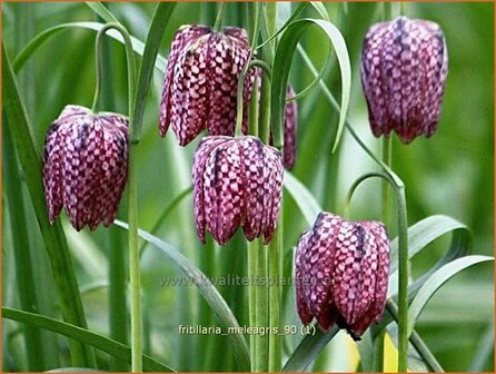 Fritillaria meleagris | Kievitsei