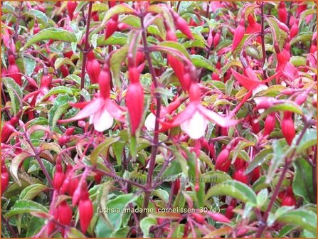 Fuchsia &#039;Madame Cornelissen&#039; | Bellenplant