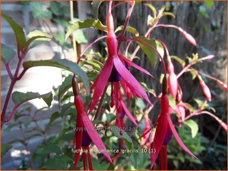 Fuchsia magellanica &#039;Gracilis&#039; | Bellenplant