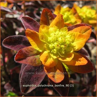 Euphorbia polychroma 'Bonfire' | Wolfsmelk