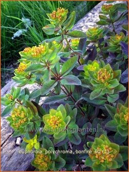 Euphorbia polychroma 'Bonfire' | Wolfsmelk