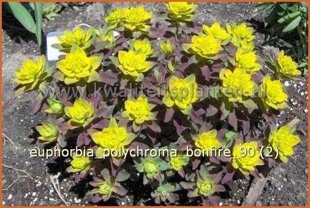 Euphorbia polychroma 'Bonfire' | Wolfsmelk