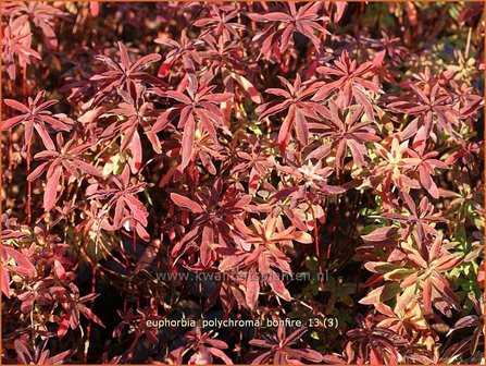 Euphorbia polychroma 'Bonfire' | Wolfsmelk