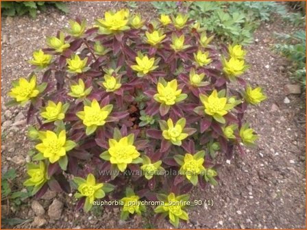Euphorbia polychroma 'Bonfire' | Wolfsmelk
