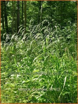 Festuca gigantea | Reuzenzwenkgras, Schapengras, Zwenkgras | Gr&uuml;ner Riesenschwingel | Giant Fescue
