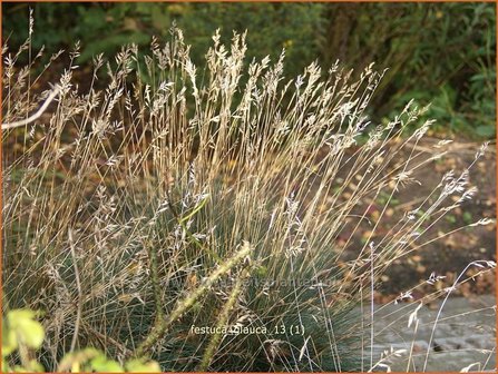 Festuca glauca | Hard zwenkgras, Blauw schapengras