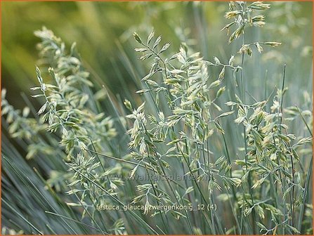 Festuca glauca &#039;Zwergenkonig&#039; | Hard zwenkgras, Blauw schapengras