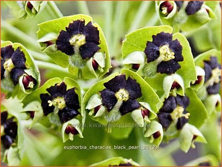 Euphorbia characias &#039;Black Pearl&#039; | Wolfsmelk