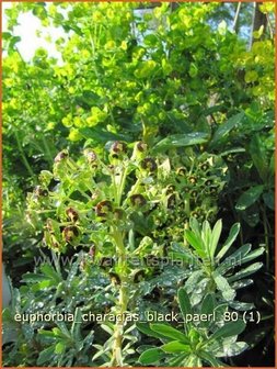 Euphorbia characias &#039;Black Pearl&#039; | Wolfsmelk