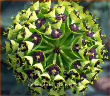 Euphorbia characias &#039;Black Pearl&#039; | Wolfsmelk