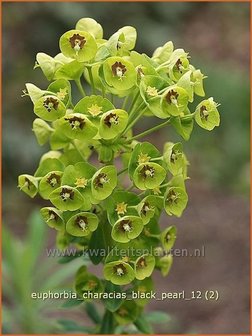 Euphorbia characias &#039;Black Pearl&#039; | Wolfsmelk