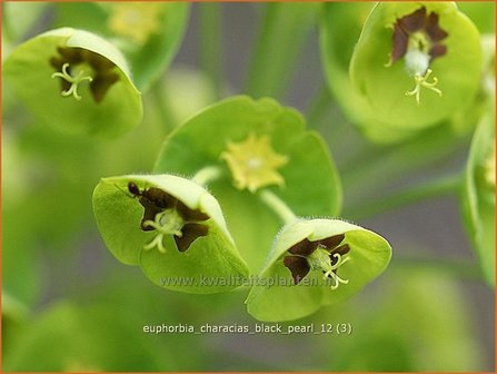 Euphorbia characias &#039;Black Pearl&#039; | Wolfsmelk