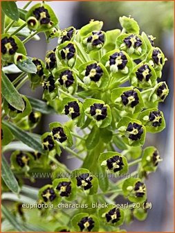 Euphorbia characias &#039;Black Pearl&#039; | Wolfsmelk
