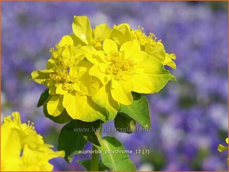 Euphorbia polychroma | Kleurige wolfsmelk, Wolfsmelk | Gold-Wolfsmilch