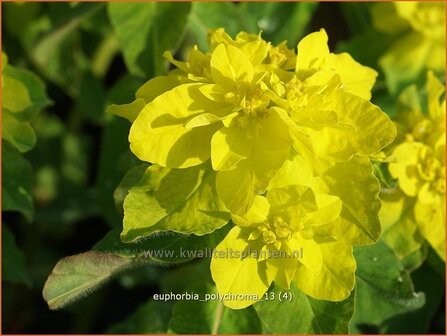 Euphorbia polychroma | Kleurige wolfsmelk, Wolfsmelk | Gold-Wolfsmilch