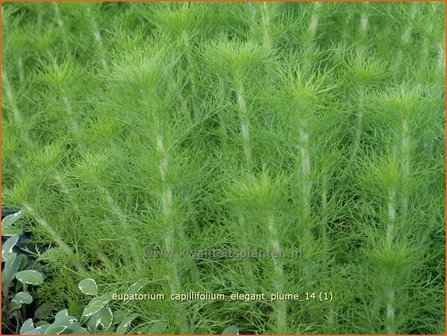 Eupatorium capillifolium &#039;Elegant Plume&#039; | Leverkruid, Koninginnekruid