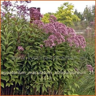 Eupatorium maculatum &#039;Atropurpureum&#039; | Leverkruid, Koninginnekruid